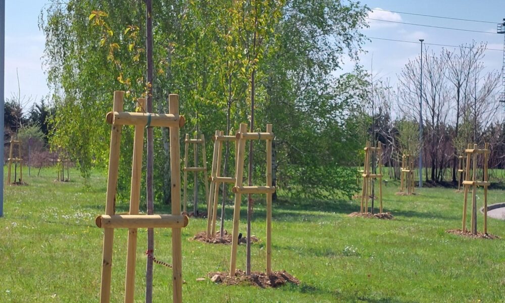 Alberi zona stadio a Tavagnacco