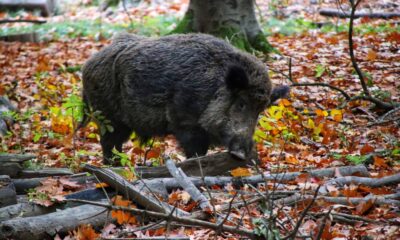 Cinghiale nel bosco