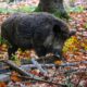 Cinghiale nel bosco