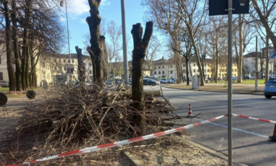 Udine, abbattuti 7 ippocastani in piazza Primo Maggio