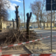 Udine, abbattuti 7 ippocastani in piazza Primo Maggio
