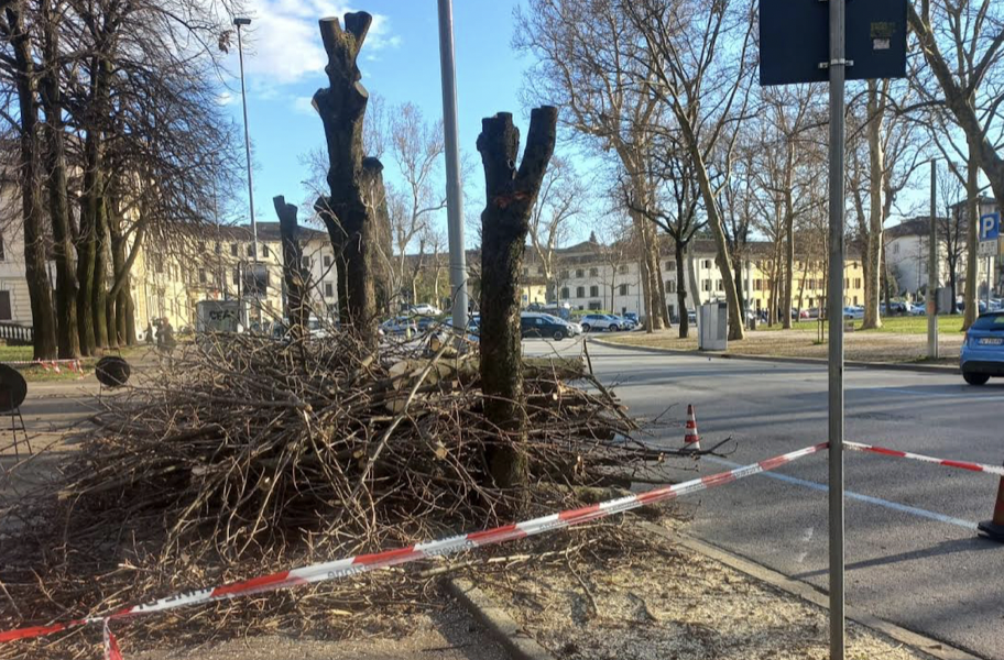 Udine, abbattuti 7 ippocastani in piazza Primo Maggio