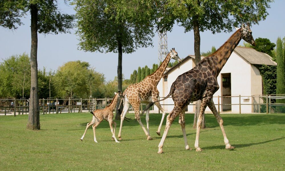 Giraffe nel parco zoo Punta Verde di Lignano
