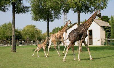 Giraffe nel parco zoo Punta Verde di Lignano