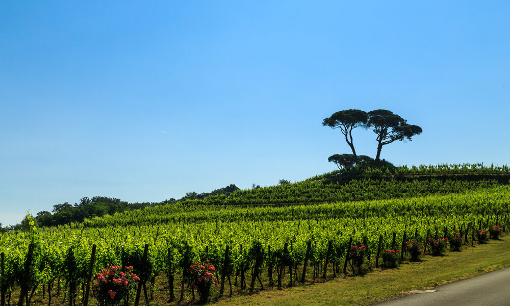 I vigneti di Buttrio, Collio Friulano