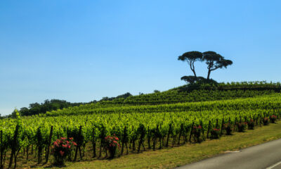 I vigneti di Buttrio, Collio Friulano