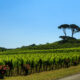 I vigneti di Buttrio, Collio Friulano