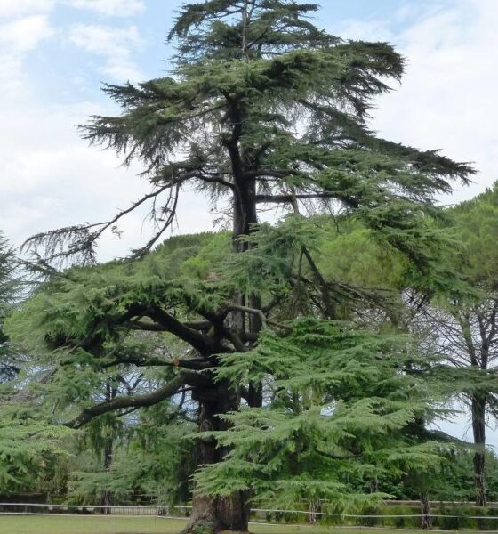 Alberi monumentali FVG