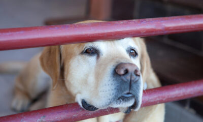 Labrador in gabbia
