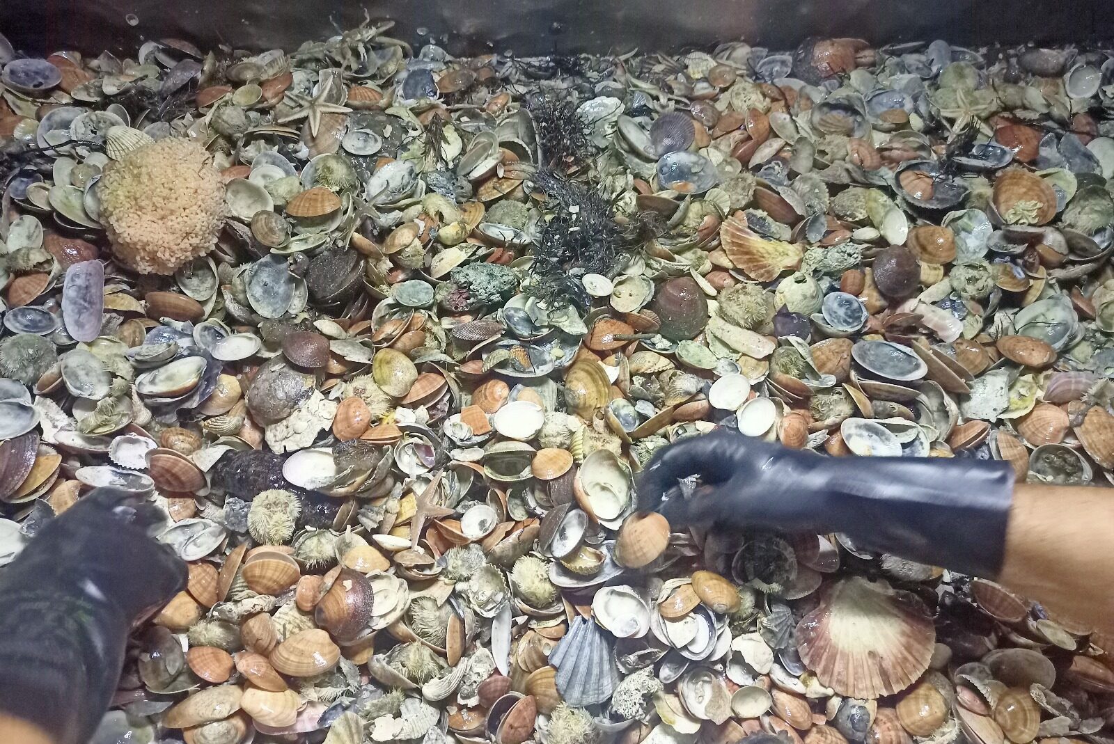 Moria molluschi in Fvg