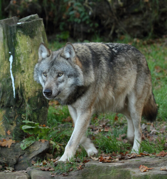 Lupo