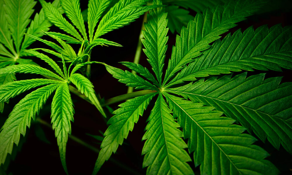 Foglie di marijuana - Sequestro marijuana