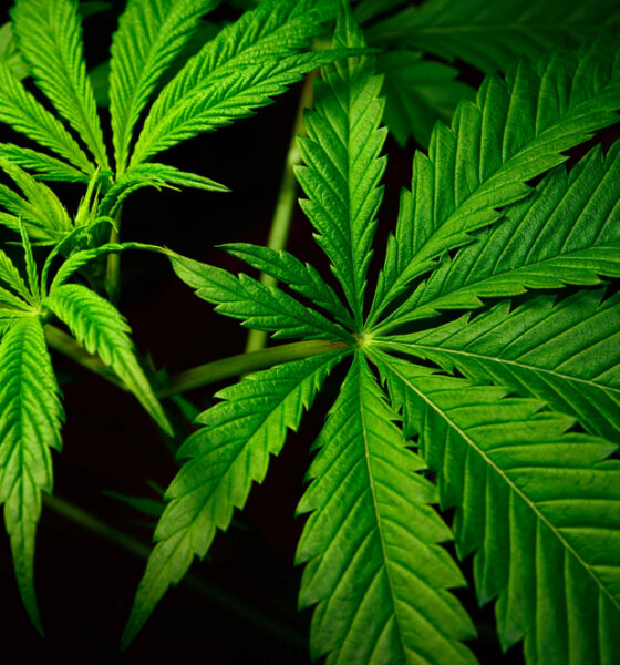 Foglie di marijuana - Sequestro marijuana