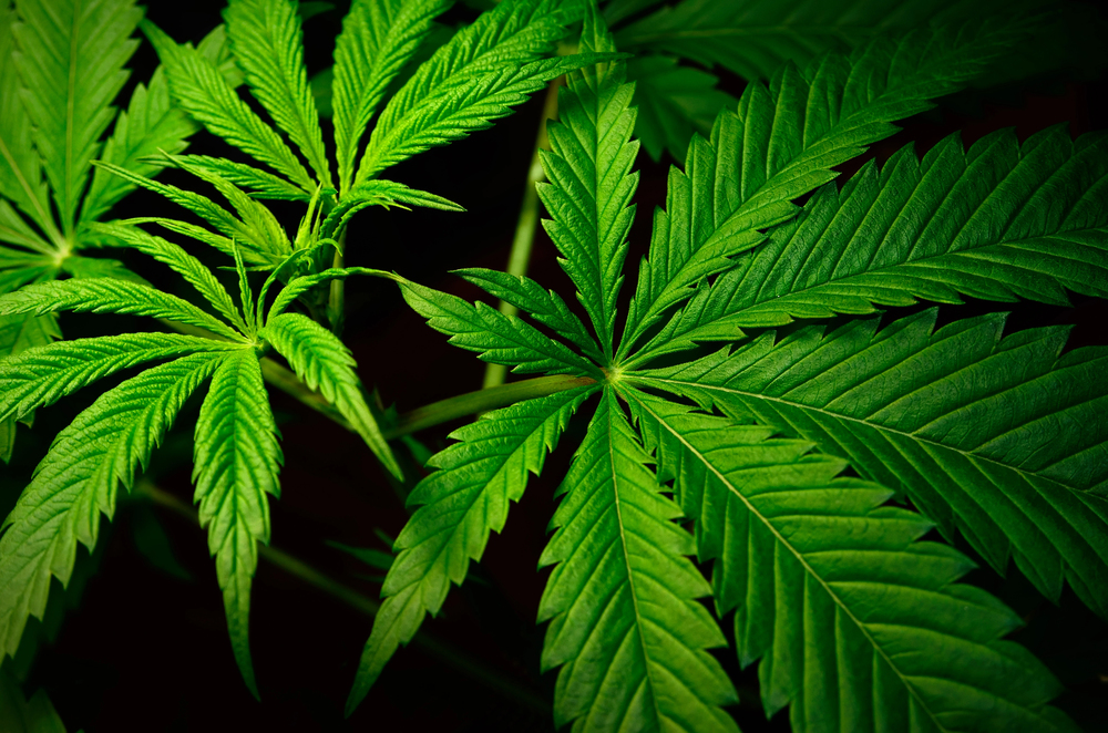 Foglie di marijuana - Sequestro marijuana