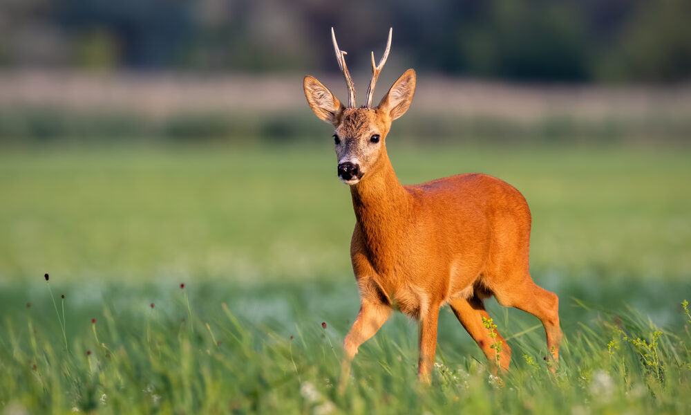 Capriolo