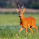 Capriolo