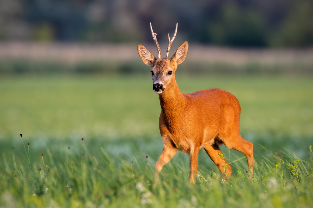 Capriolo