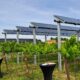 Il primo impianto agrivoltaico avanzato a Palazzolo dello Stella