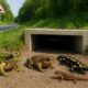 Anfibi all'ingresso di un sottopasso per salvaguardare la biodiversità