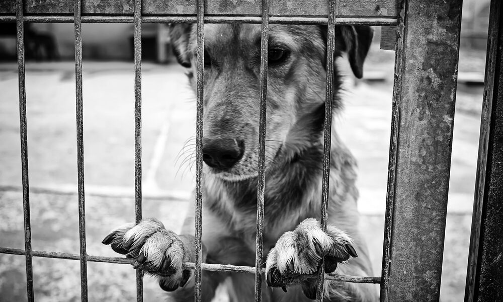 Maltrattamenti di animali