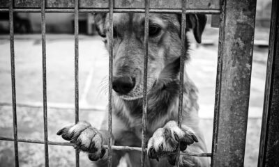 Maltrattamenti di animali