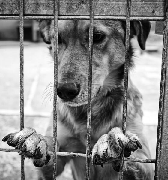 Maltrattamenti di animali