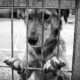 Maltrattamenti di animali