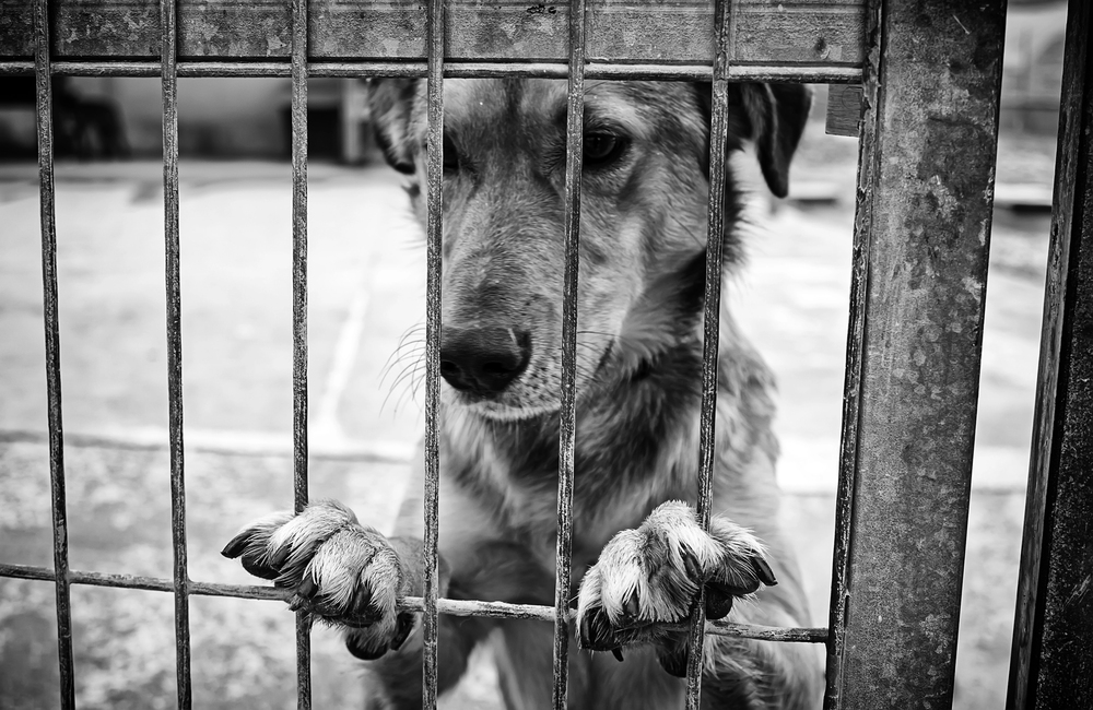 Maltrattamenti di animali