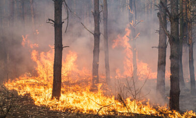 Incendio in un bosco