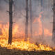 Incendio in un bosco