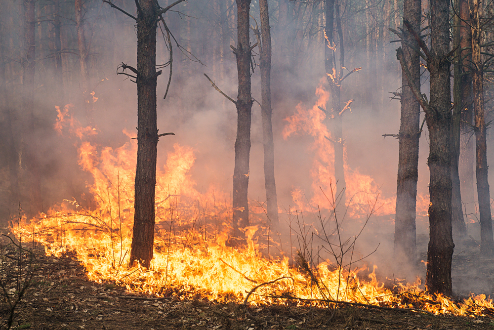 Incendio in un bosco