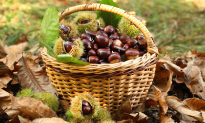 Castagne in un cesto di vimini