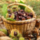 Castagne in un cesto di vimini