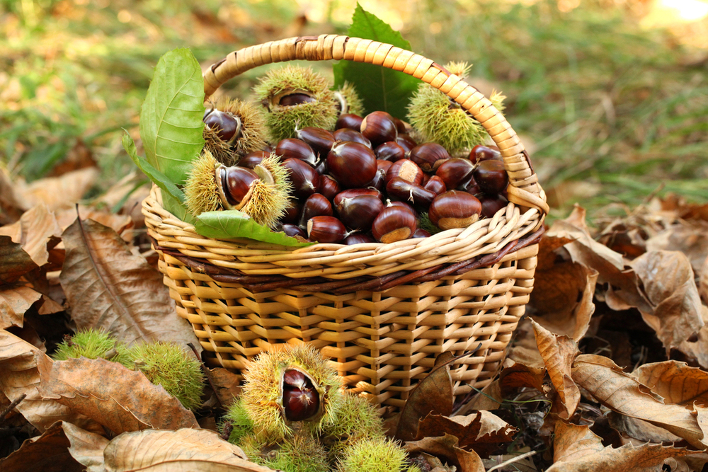 Castagne in un cesto di vimini