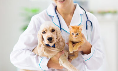 Veterinario - bonus cure veterinarie Udine