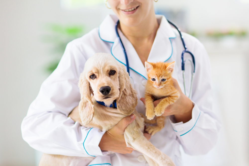 Veterinario - bonus cure veterinarie Udine