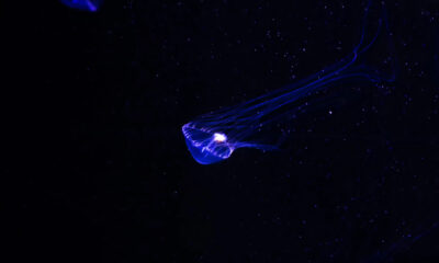 Medusa - Nautaverso trieste