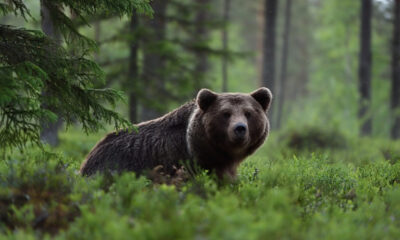 Orso