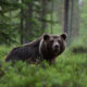 Orso
