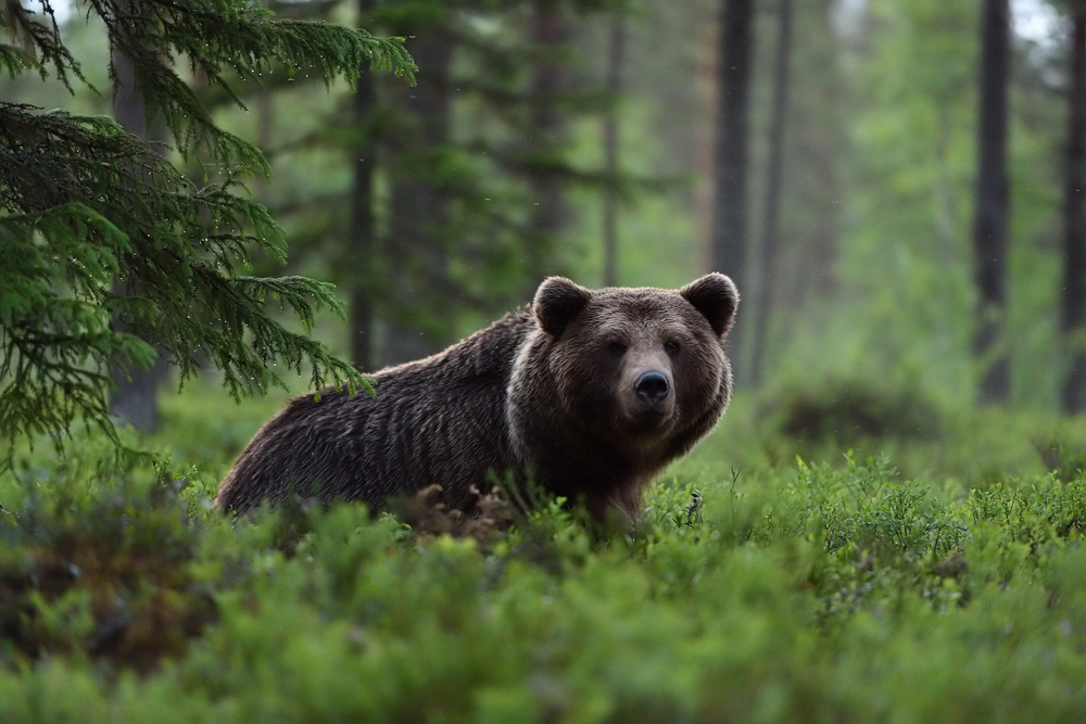Orso