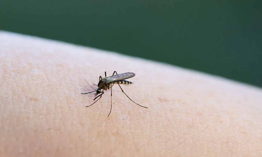 Zanzara - Caso West Nile Gorizia
