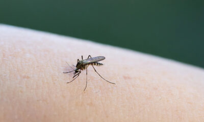 Zanzara - Caso West Nile Gorizia