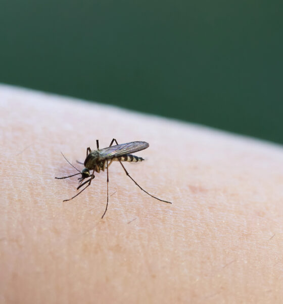 Zanzara - Caso West Nile Gorizia