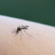 Zanzara - Caso West Nile Gorizia