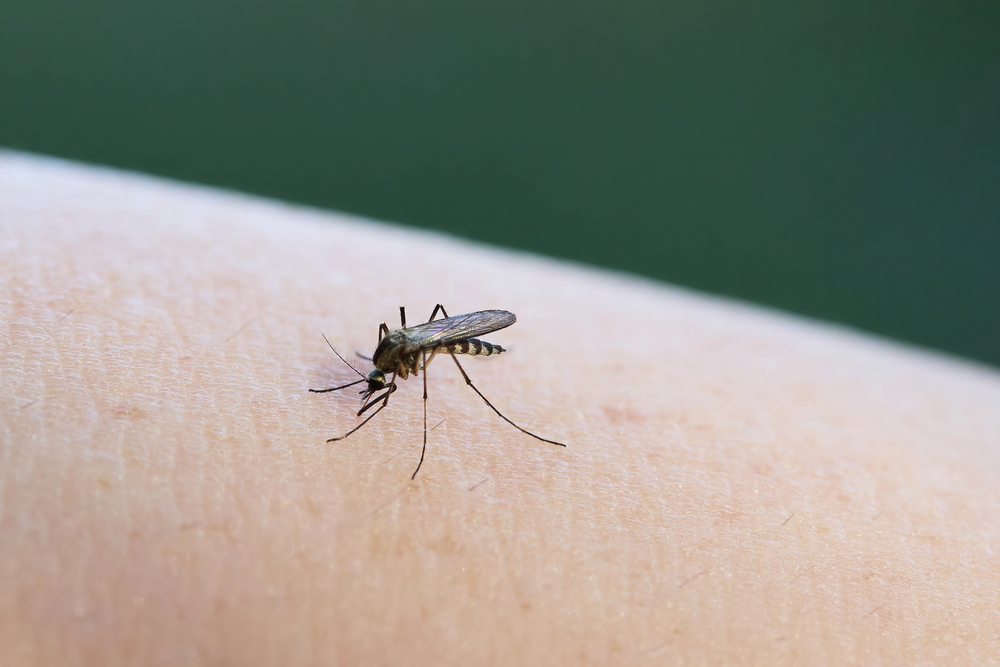 Zanzara - Caso West Nile Gorizia