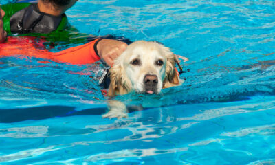 Cane da salvataggio