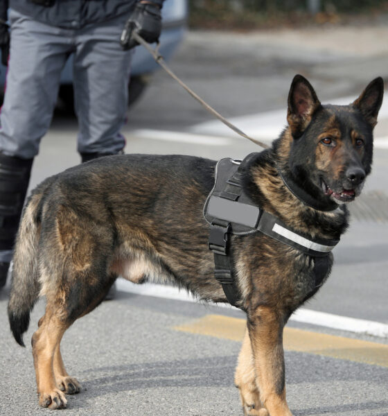 Unità cinofila - Droga a Udine