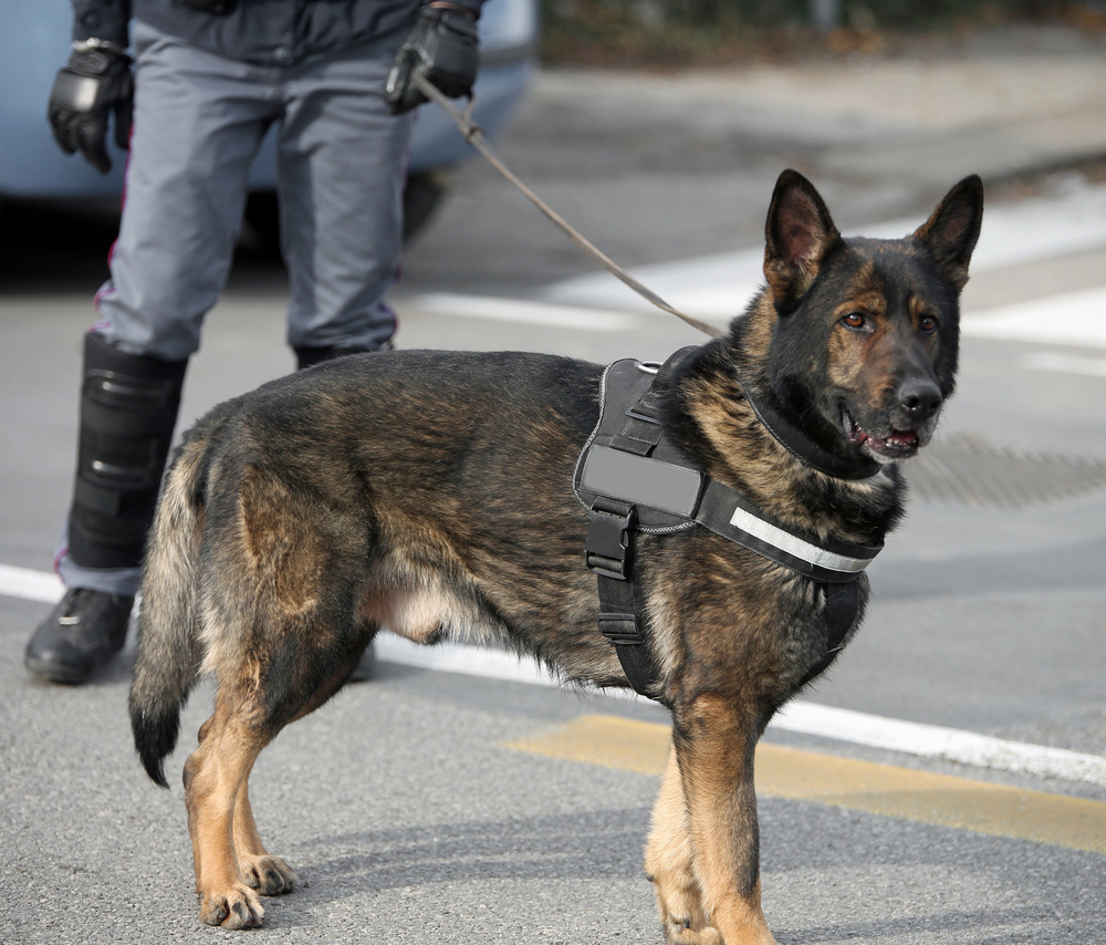 Unità cinofila - Droga a Udine