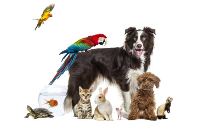 Animali da compagnia