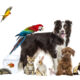 Animali da compagnia